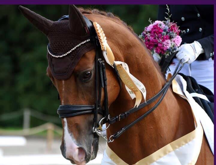 Prix St Georges Regional Champion 2019